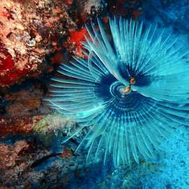 Riviera athénienne : snorkeling au large et photos sous-marines