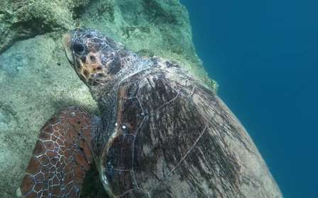 Riviera athénienne : snorkeling au large et photos sous-marines