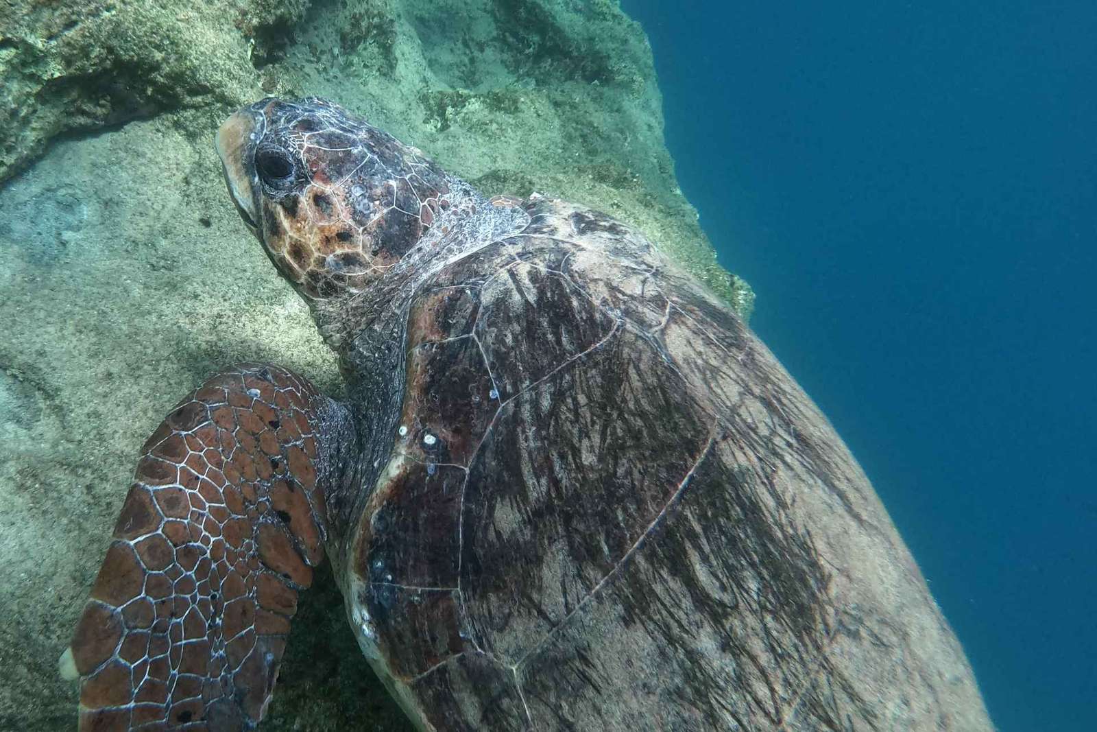 Riviera athénienne : snorkeling au large et photos sous-marines