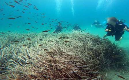Côte Est d'Athènes : Découvrez la plongée sous-marine à Nea Makri