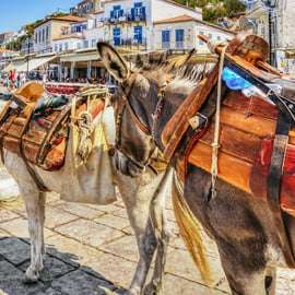 Au départ d'Athènes : Croisière d'une journée à Hydra, Poros et Égine avec déjeuner
