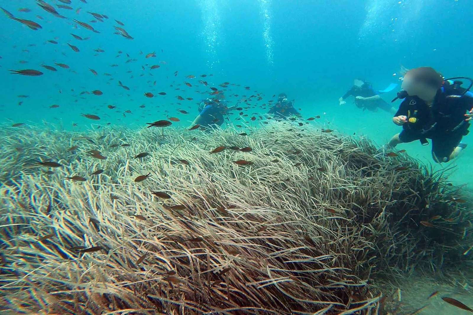 Côte Est d'Athènes : Découvrez la plongée sous-marine à Nea Makri