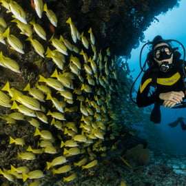 Athènes : plongée sous marine et temple de Poséidon à Sounion avec prise en charge