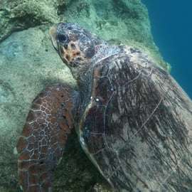 Riviera athénienne : snorkeling au large et photos sous-marines
