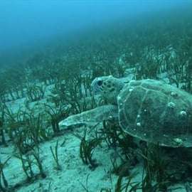 Athènes : Aventure de plongée en apnée sur la Riviera