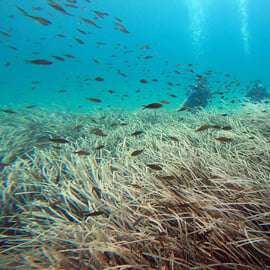 Côte Est d'Athènes : Découvrez la plongée sous-marine à Nea Makri